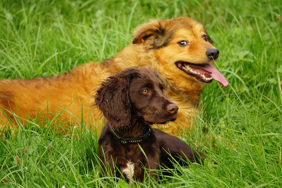 Caring for a Deutscher Wachtelhund: Tips for a Happy, Healthy Pup!