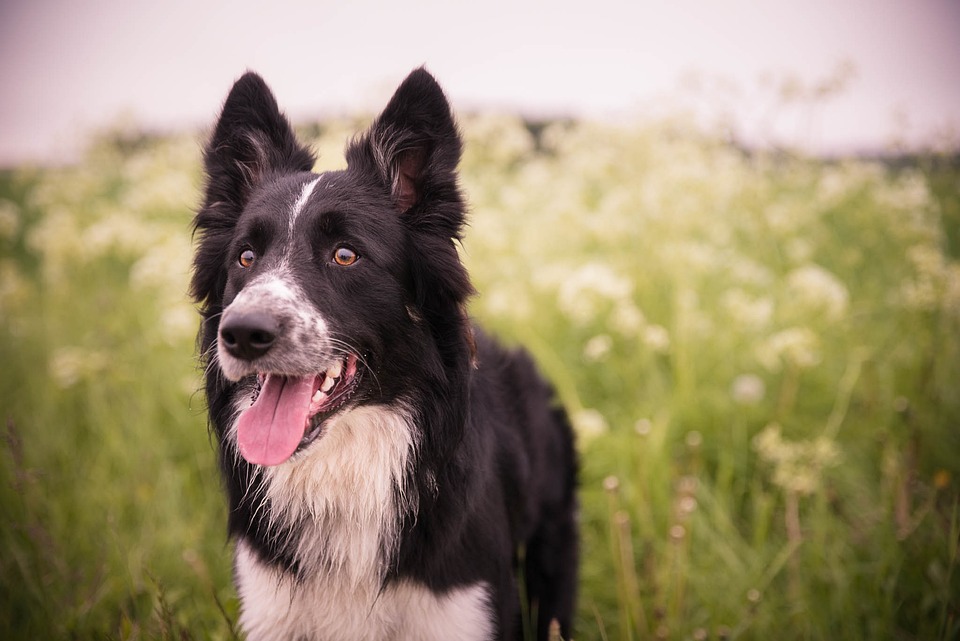 Collie Care 101: Tips for a Happy and Healthy Best Friend!