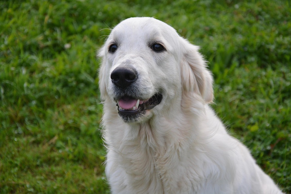 Curly-Coated Retrievers: The Joyful Companions You Need in Your Life!