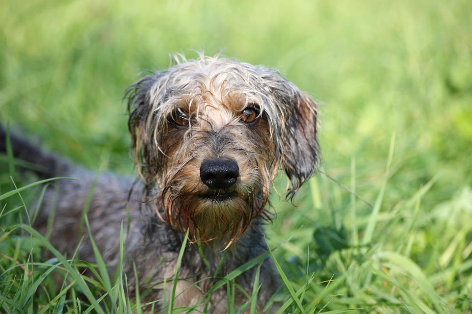 Dachshund Facts: Discover the Quirky Personality of This Adored Breed