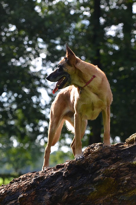 Discover the Belgian Malinois: Energetic, Loyal, and Lovably Unique!