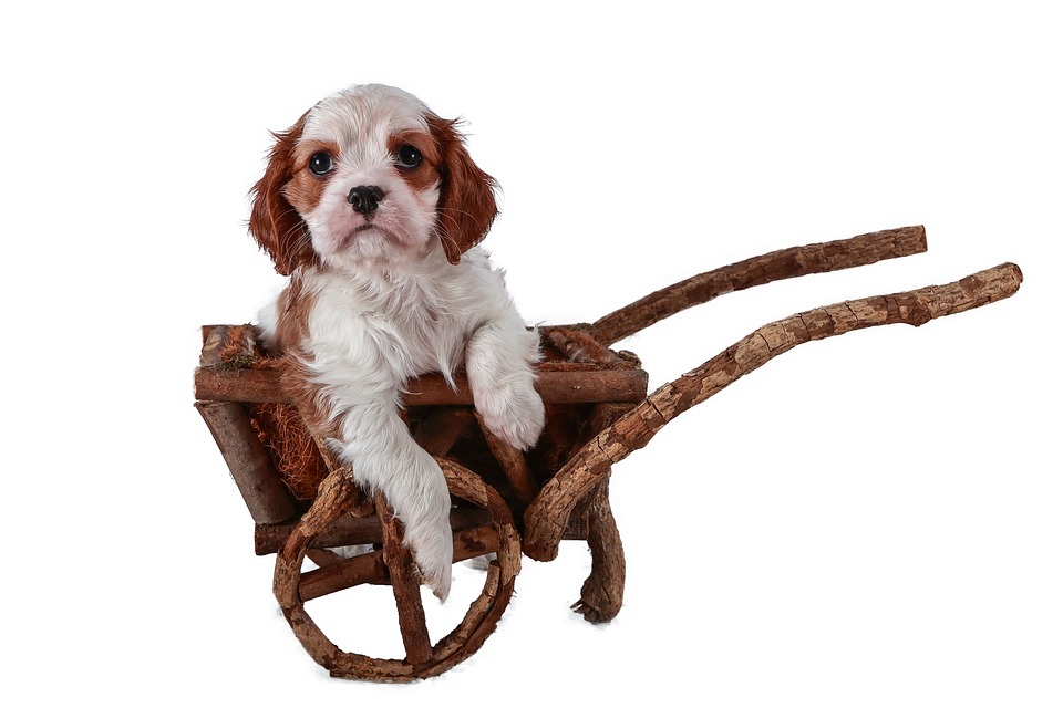 Essential Care Tips for the Affectionate Clumber Spaniel