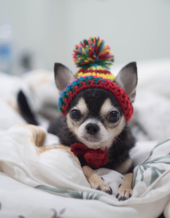 Karelian Bear Dog Care: Tips for Raising Your Bold and Playful Pup