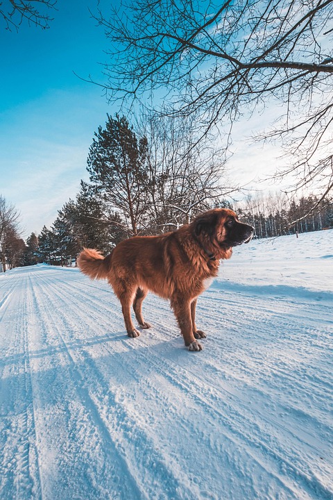 Leonberger Dogs: Gentle Giants with Heartwarming Personalities