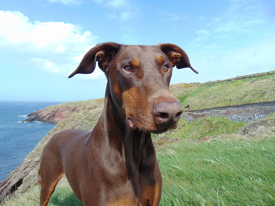 The Loyal Heart: Why Doberman Pinschers Make the Best Family Dogs