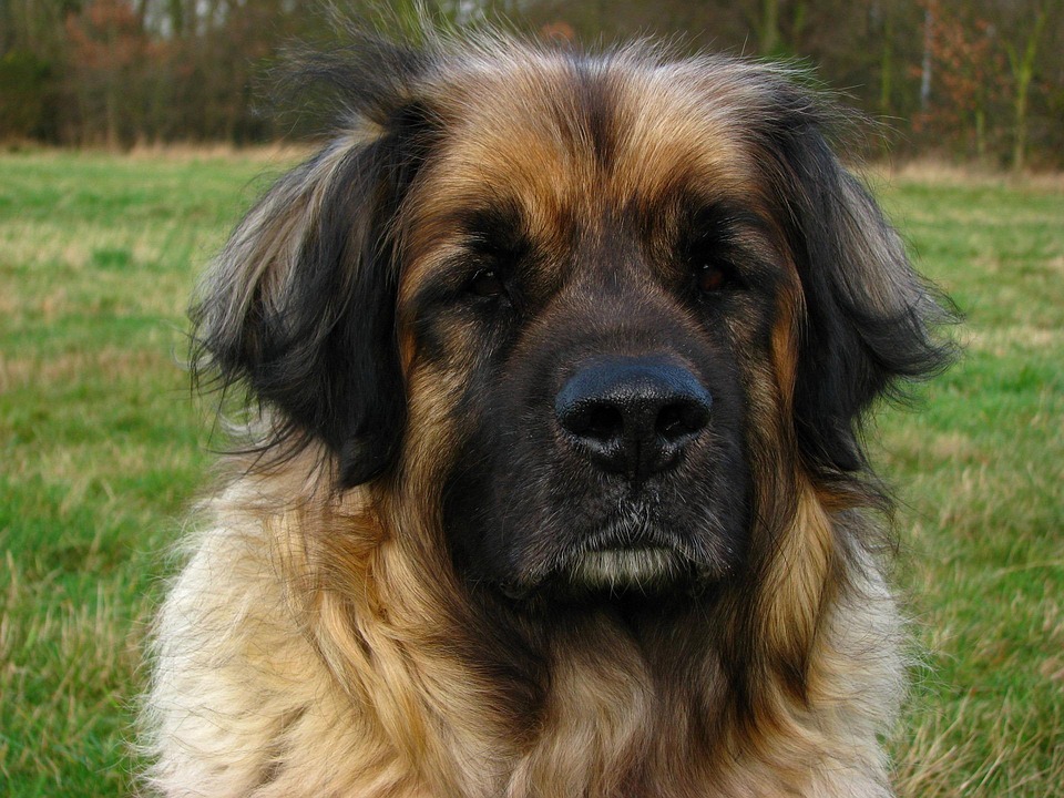 Top 5 Care Tips for Your Leonberger: Nurturing Your Furry Friend
