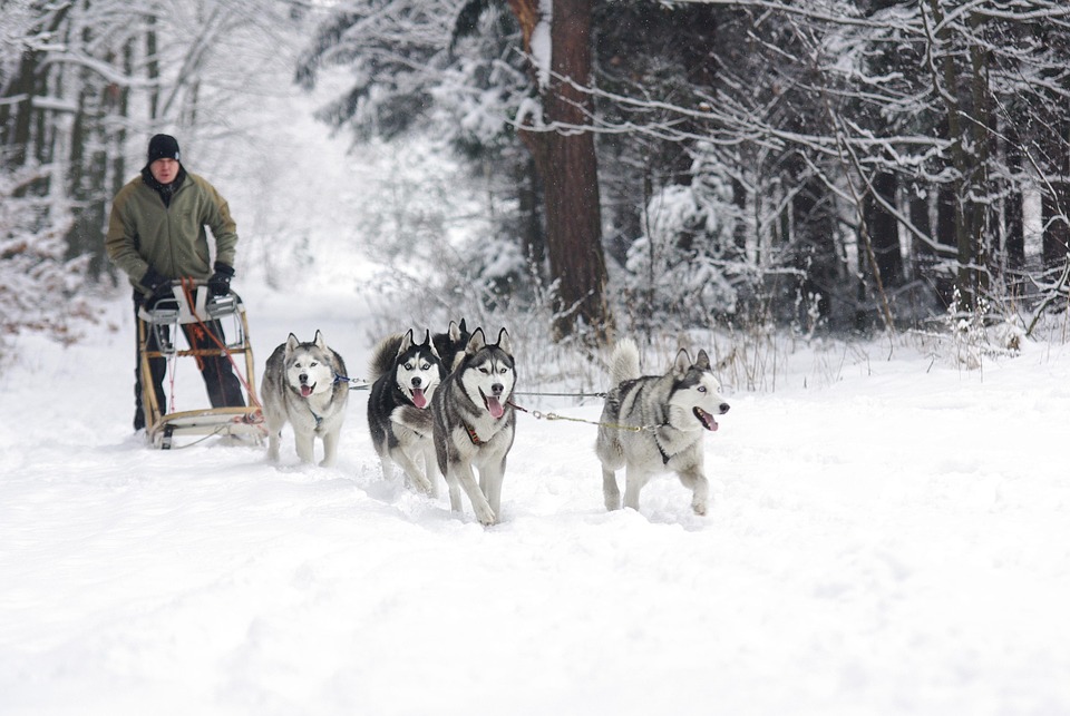 Top 5 Unique Traits of Alaskan Huskies You’ll Love!