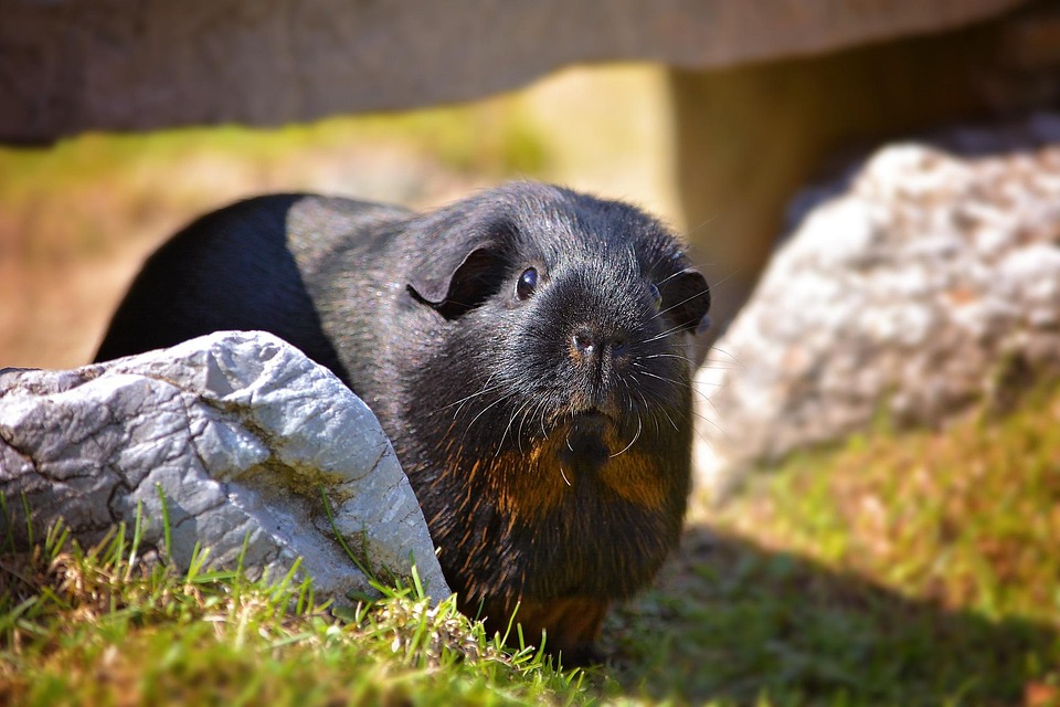 Top Care Tips for Your Black and Tan Coonhound: A Complete Guide