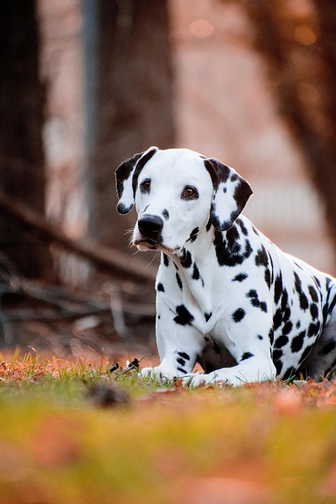 Unleash Joy: The Emotional Benefits of Owning a Dalmatian