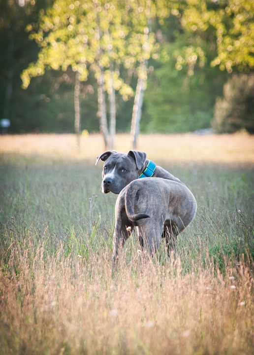 Unleashing Love: The Emotional Benefits of Owning an AmStaff