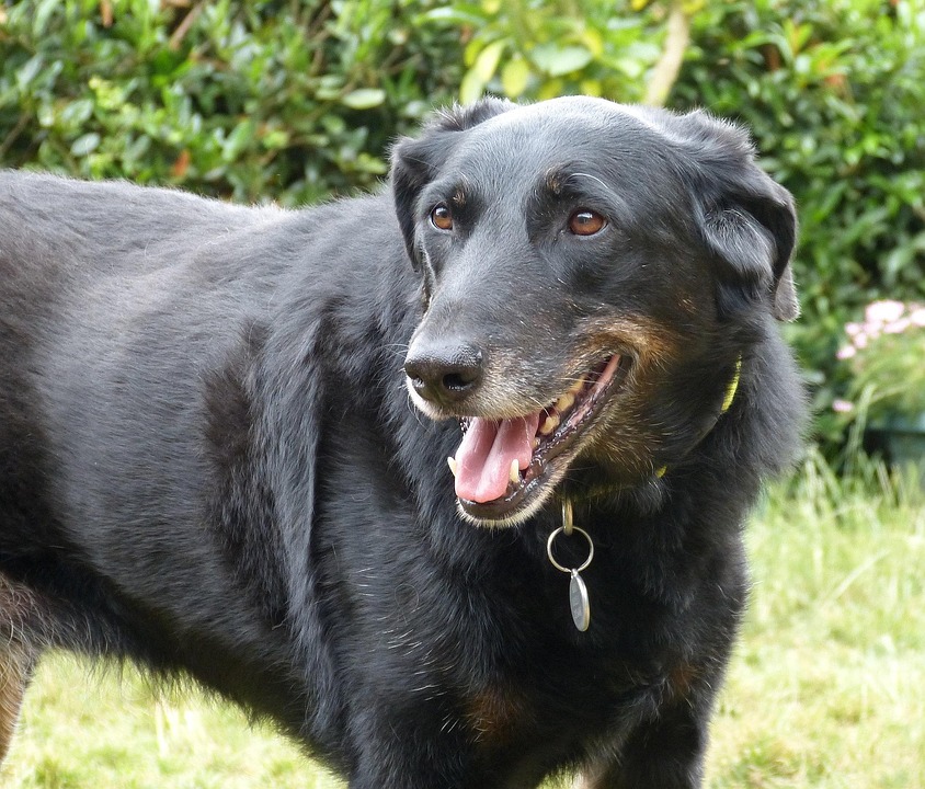 Unleashing Loyalty: Why the Beauceron Makes the Perfect Family Dog