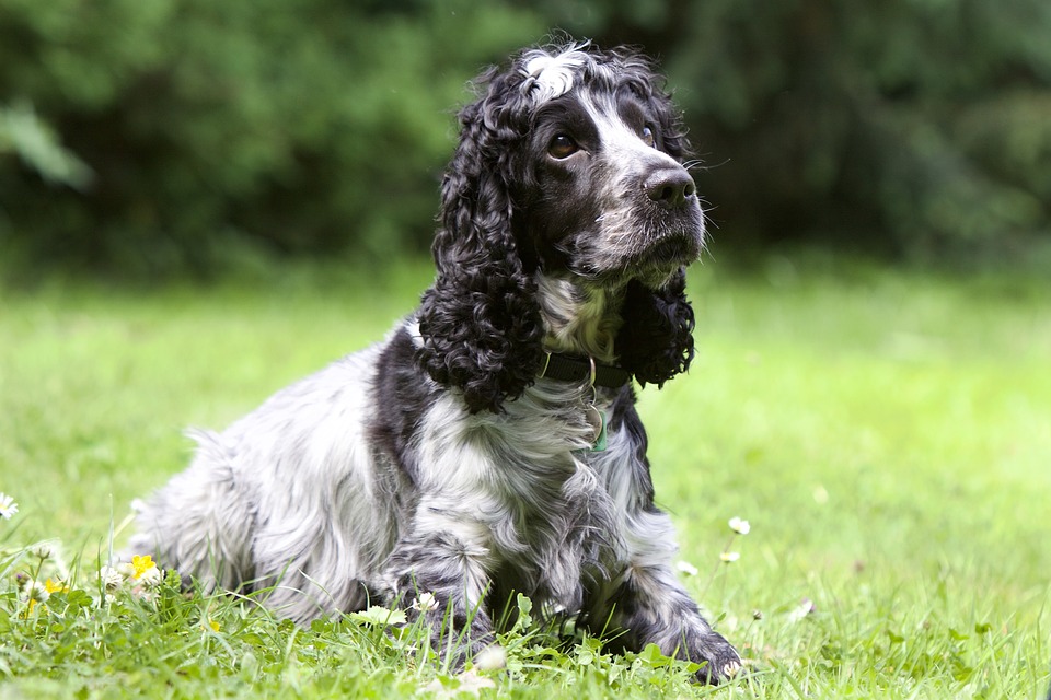 Unlock Joy: Unique Traits of the Affectionate American Cocker Spaniel