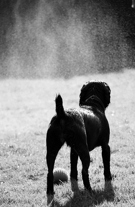 Unlock the Secrets: Caring for Your Happy Cocker Spaniel!