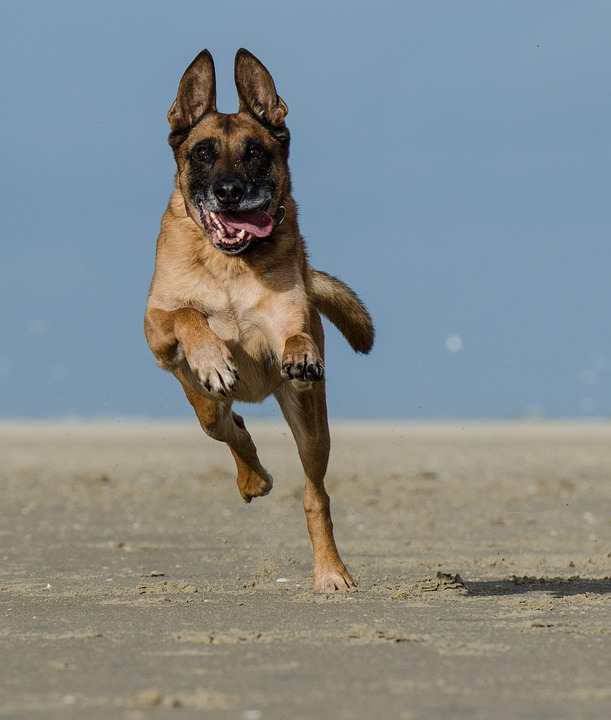 Unlocking the Belgian Malinois: Care Tips for a Loyal Friend