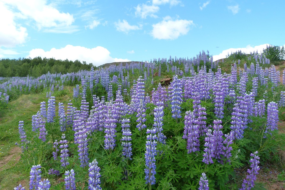 Why Alaskan Huskies Are the Perfect Adventure Companions