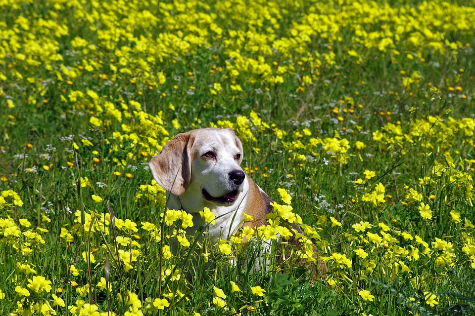 Why Basset Hounds Are the Most Lovable Couch Companions