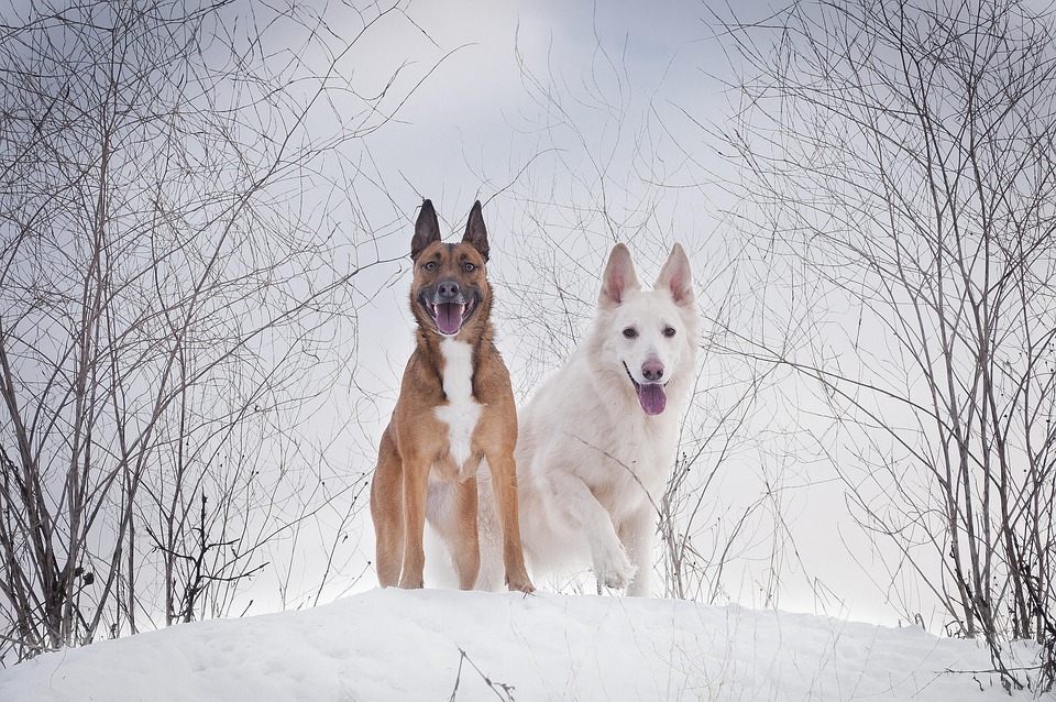 Why Belgian Malinois: The Perfect Companion for Active Lifestyles