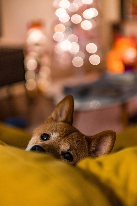 Why Shiba Inus Make the Perfect Loyal Companions: 5 Heartfelt Reasons