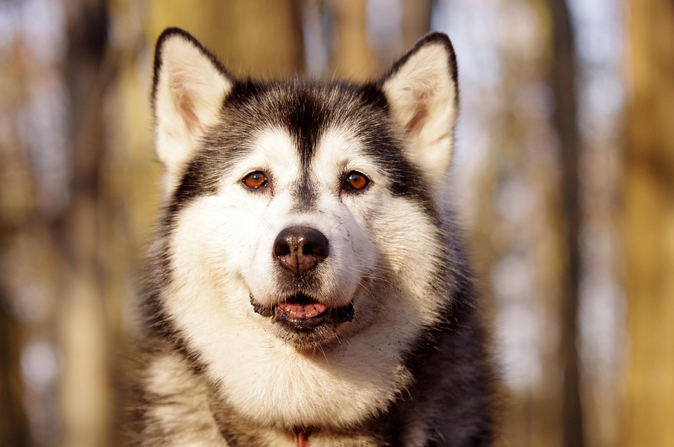 Alaskan Huskies: Unleashing Joy with Their Playful Personalities!