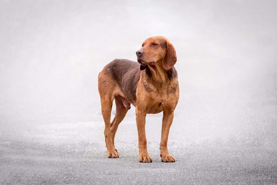 Basset Hound Beauty: Uncovering Their Quirky Charm and Emotional Bond
