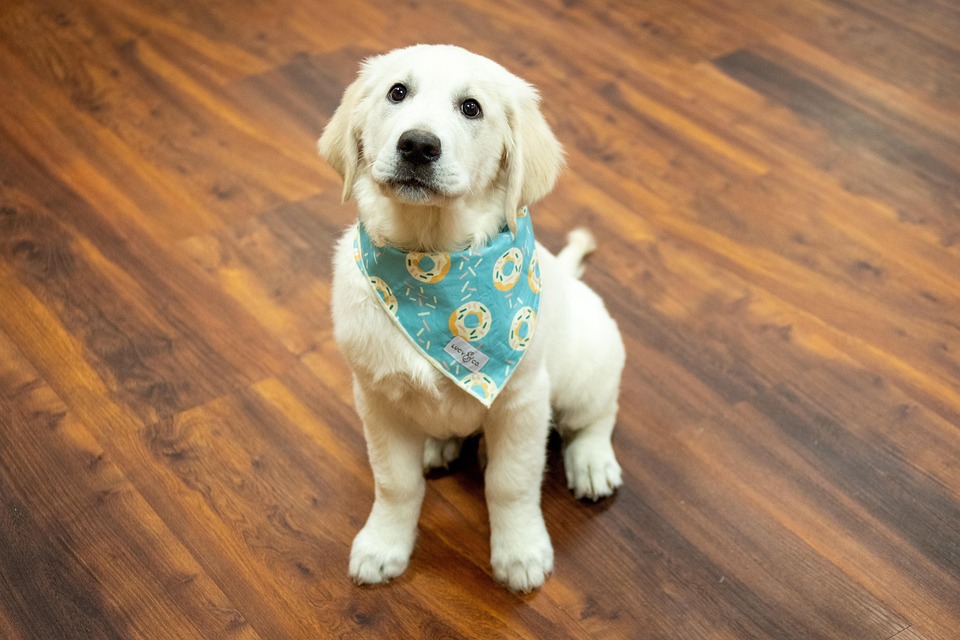 Caring for Goldens: Essential Tips for a Happy, Healthy Pup