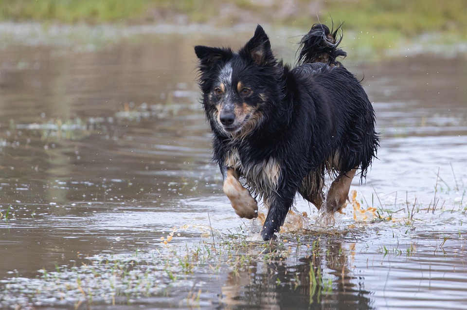 Discover Your Perfect Companion: The Collie’s Unique Personality Insights