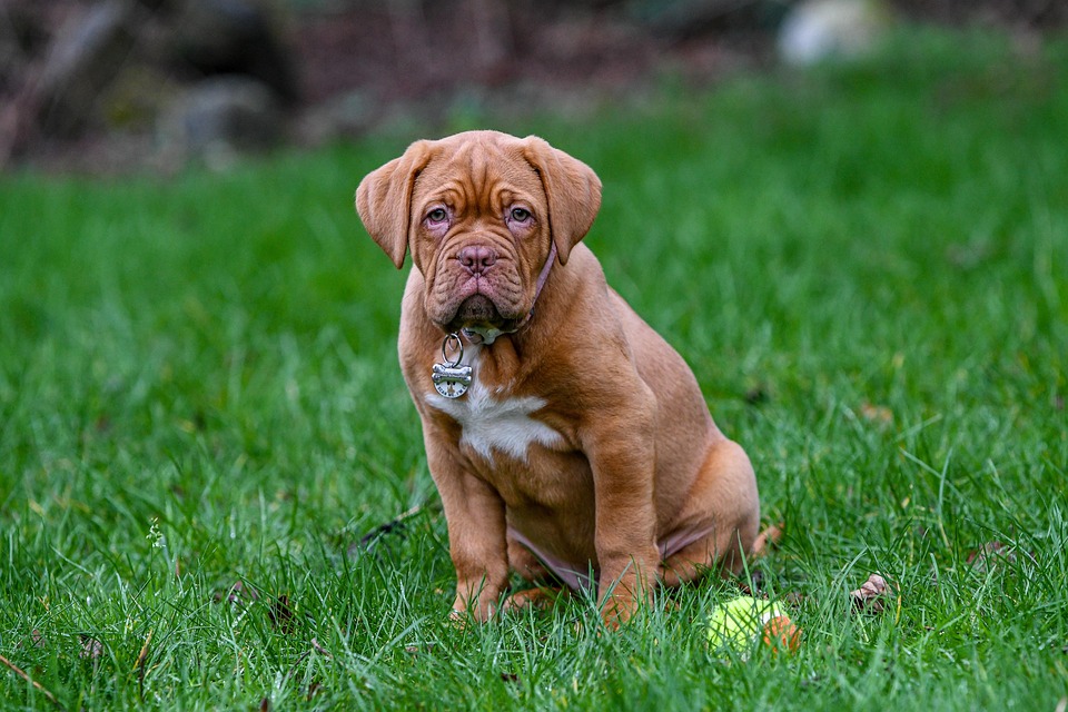 Dogue de Bordeaux: The Loyal Companions Everyone Adores!