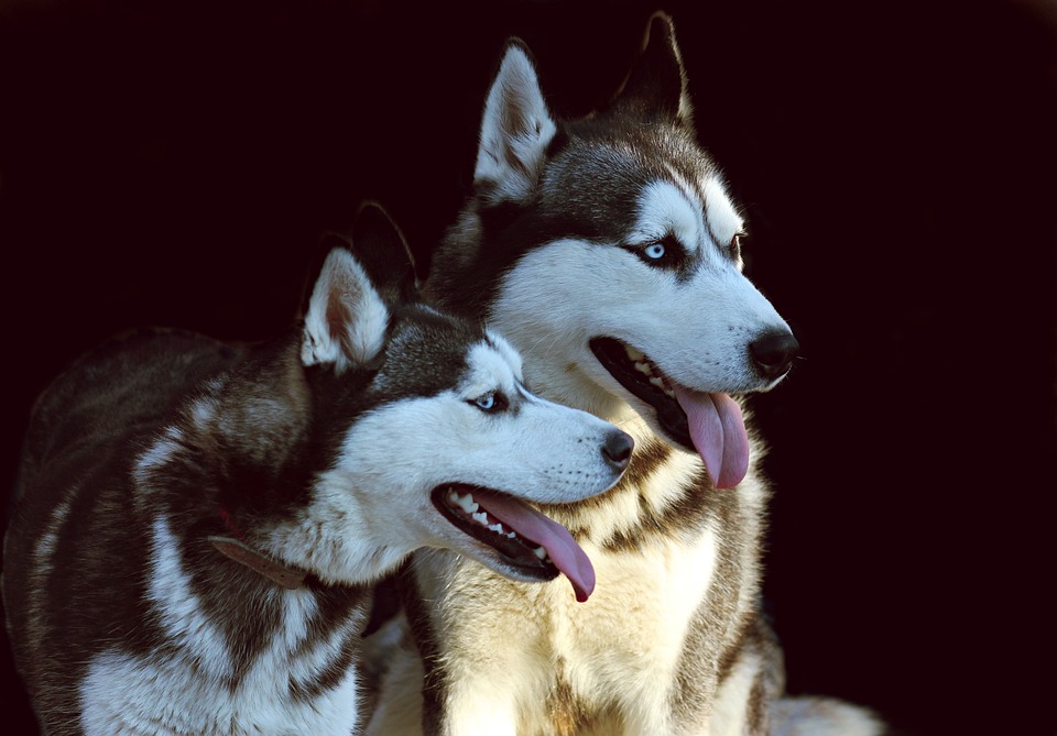 Essential Care Tips for Alaskan Huskies: Thrive Together!