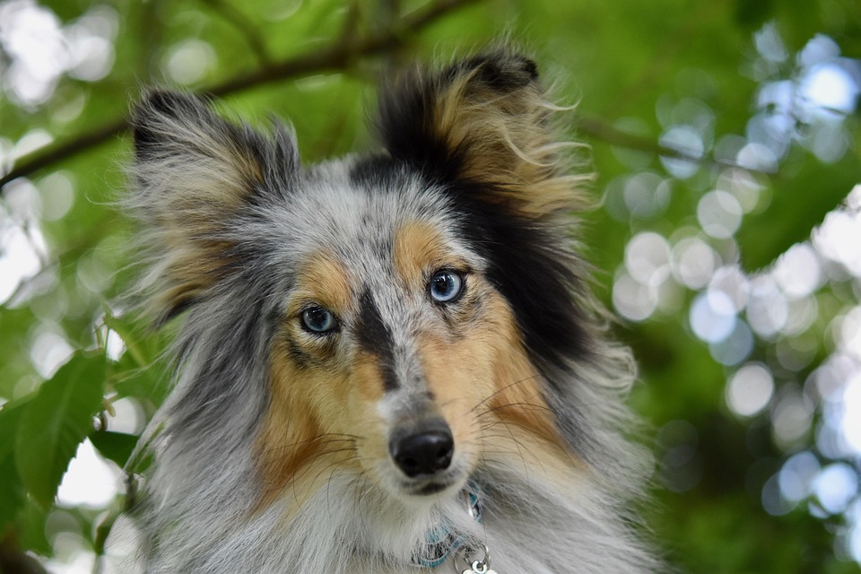 Shetland Sheepdogs: The Affectionate Companions You’ll Adore