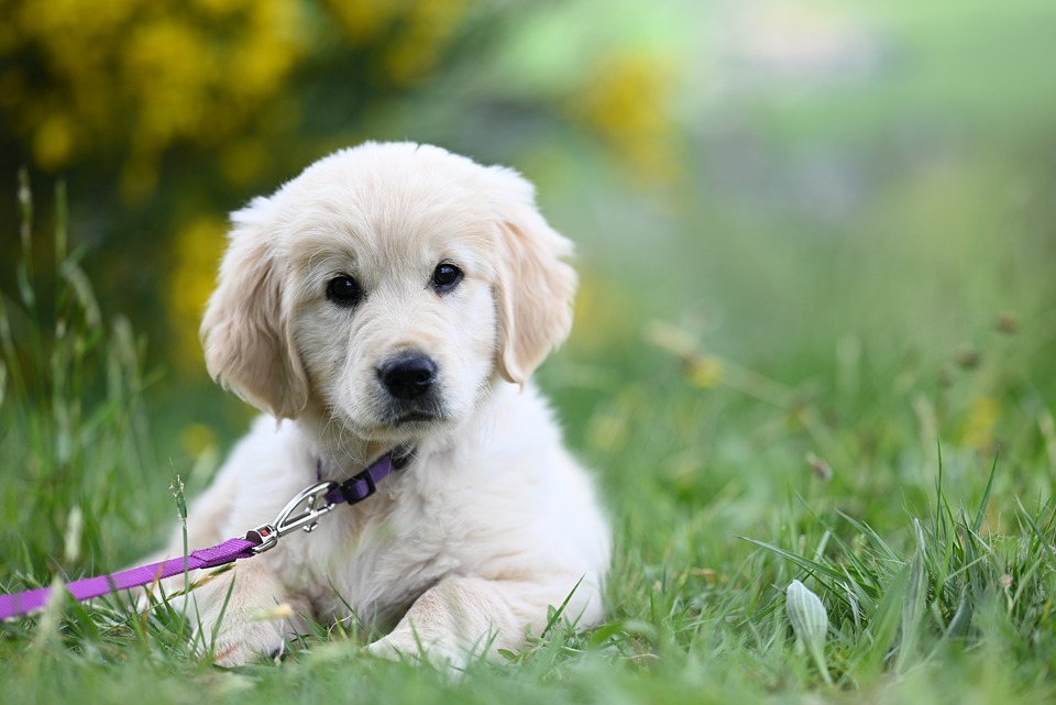 The Joyful Flat-Coated Retriever: Unleashing Love and Laughter