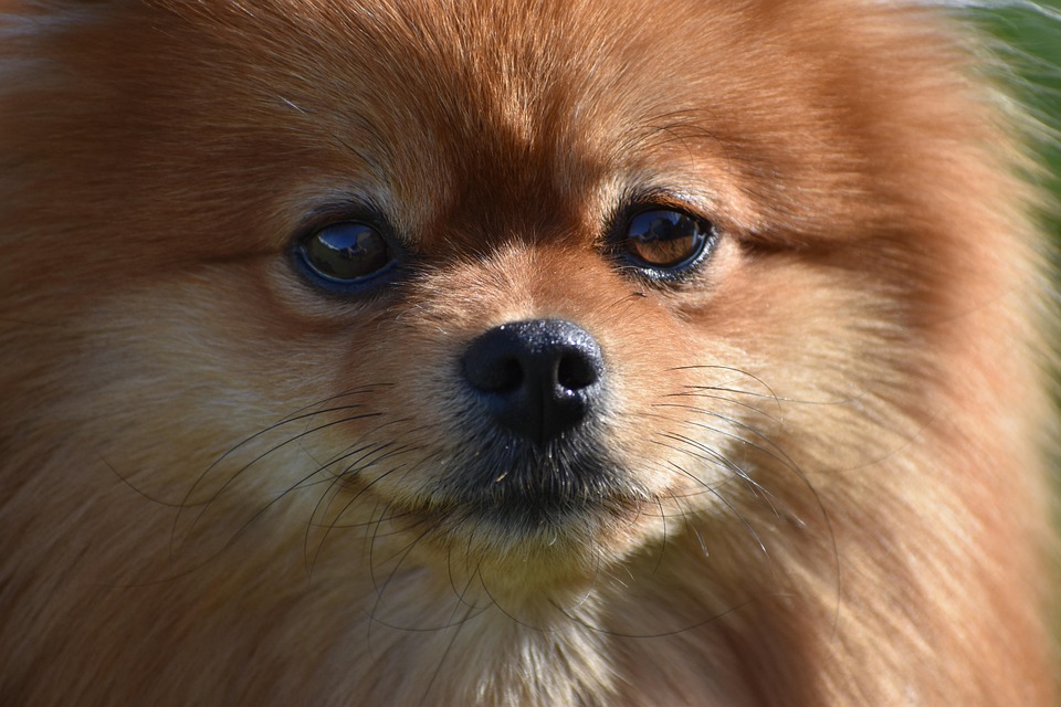 The Joyful Japanese Spitz: Uncover Their Charming Traits Today!