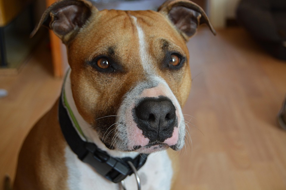 The Loyal Amstaff: Discover the Emotional Benefits of This Breed