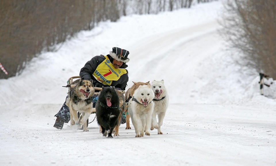 The Yakutian Laika: A Heartwarming Companion for Every Family