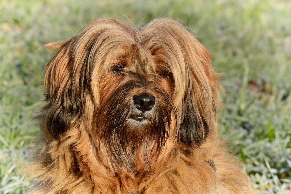 Tibetan Terriers: The Joyful Companions You Didn't Know You Needed!