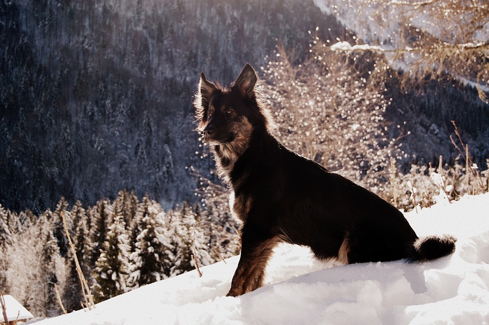 Unleash Joy: 7 Unique Traits of the Entlebucher Mountain Dog