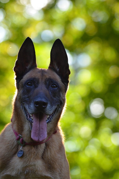 Unleash the Love: 10 Reasons to Choose a Belgian Malinois