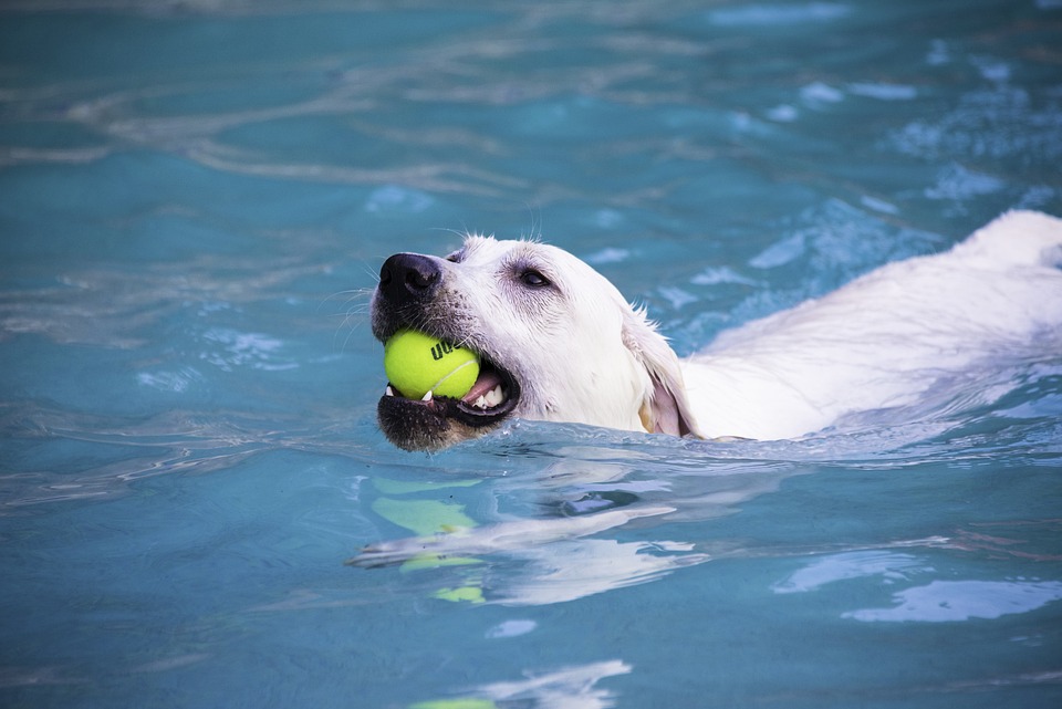 Unlock the Joy: 10 Reasons Labrador Retrievers Make Perfect Pets
