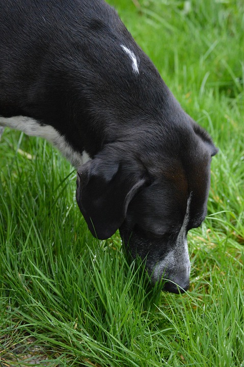 Why English Springer Spaniels Are the Ultimate Family Companions