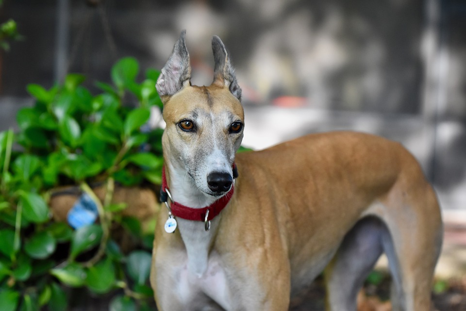 Why Italian Greyhounds Make the Perfect Snuggle Buddies