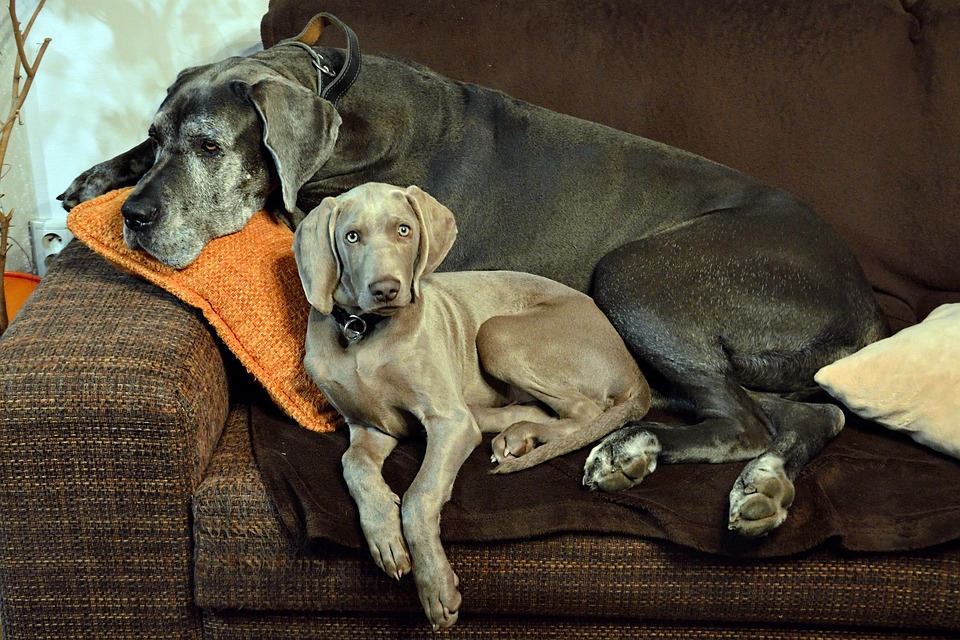 Why Weimaraners Make the Perfect Family Companions: A Complete Guide