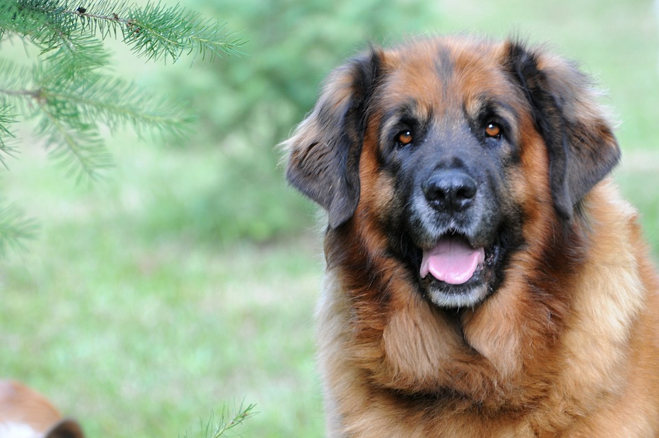 Why a Leonberger Might Be the Perfect Emotional Support Pet