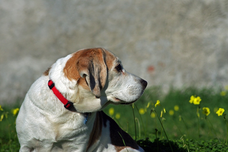 Why the Transylvanian Hound is the Perfect Pet for Adventure Lovers!
