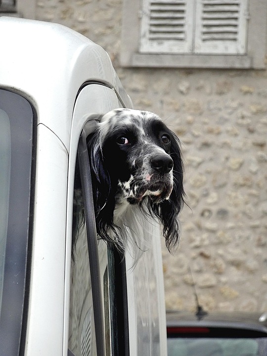 “5 Unique Facts About Gordon Setters Every Pet Owner Should Know”