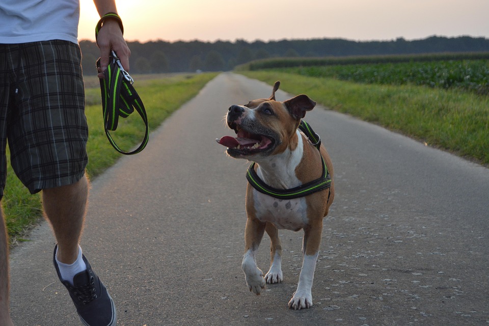 Caring for Your Amstaff: Top Tips for a Happy, Healthy Companion