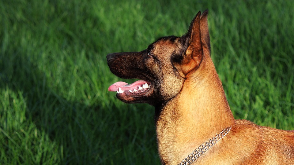 Discover the Belgian Malinois: A Loyal Companion with Unique Traits