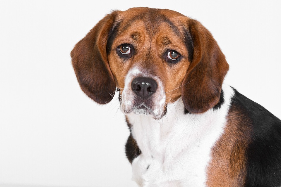The Beagle's Heart: Why This Breed Brings Unmatched Joy to Homes