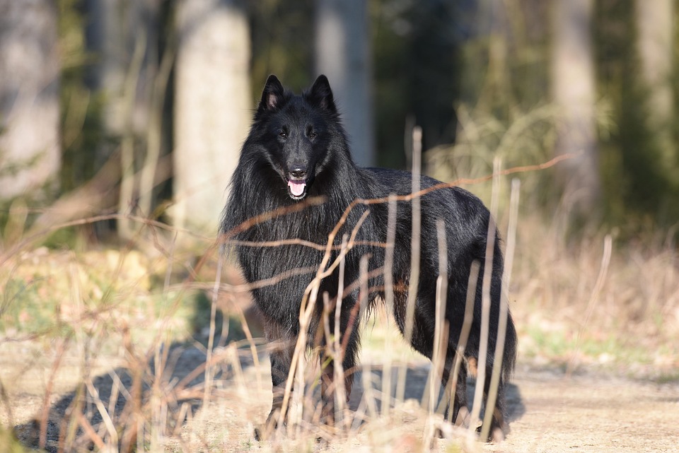 The Belgian Laekenois: A Loyal Friend with a Unique Personality
