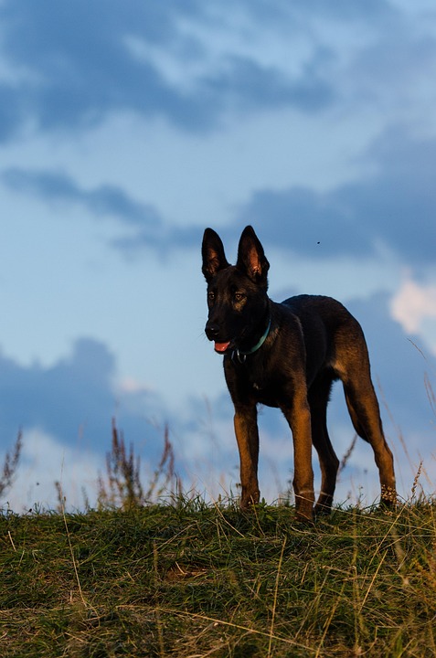 Top 5 Care Tips for a Happy, Healthy Belgian Malinois Dog