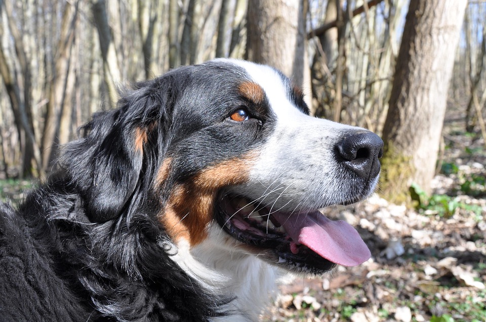 Top 5 Reasons to Love Your Entlebucher Mountain Dog’s Unique Traits