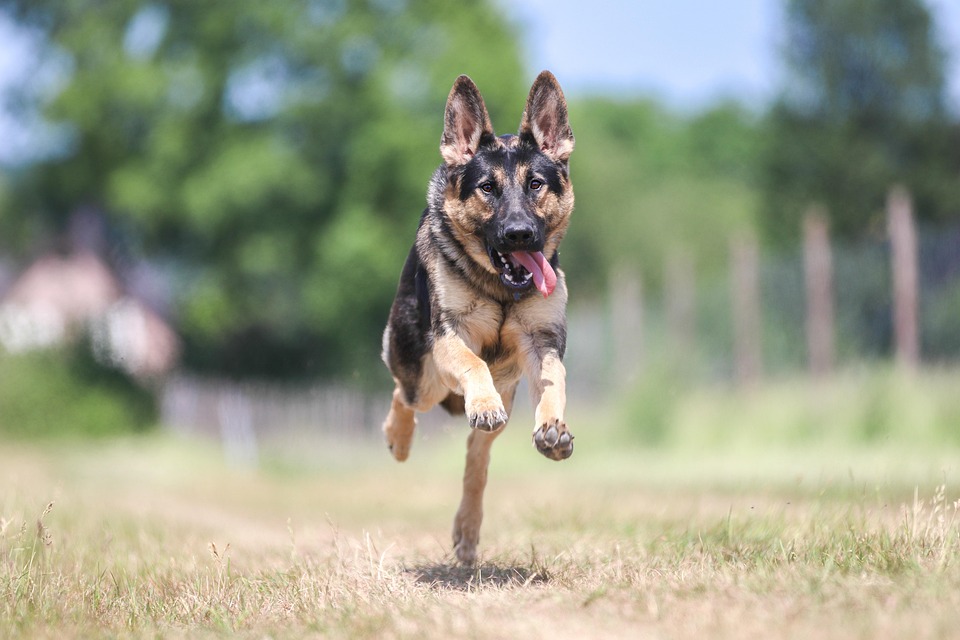 Unleashing Love: The Unique Personality of the Anatolian Shepherd
